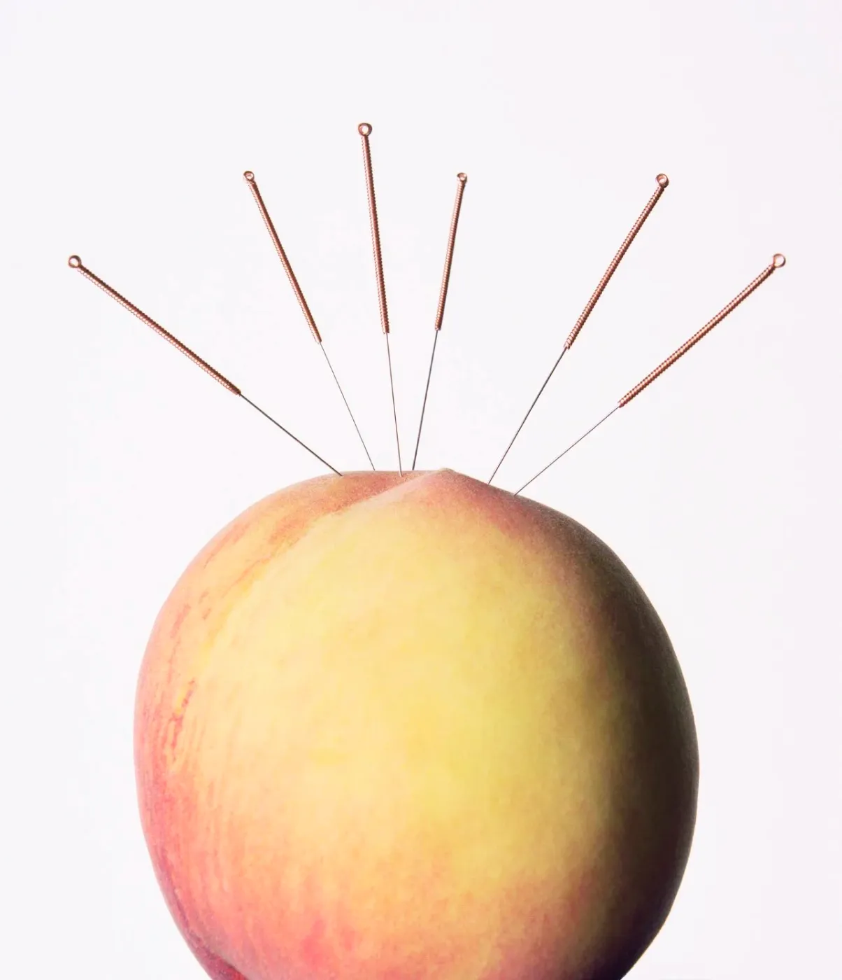Fine needles inserted into a peach, illustrating myofascial dry needling